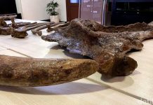 Menyingkap Situs Purba Nganjuk: Peneliti Targetkan Gali Seluruh Ekosistem Zaman Stegodon di Lereng Gunung Pandan