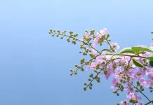 Depok Sambut ‘Sakura Tropis’ (Tabebuya) untuk Udara Lebih Bersih