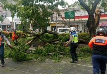 Insiden di Margonda: Pohon Tumbang Timpa Mobil, Lalin Depok Sempat Lumpuh