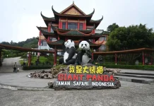 Tonggak Konservasi dan Simbol Diplomatik: Bayi Panda Raksasa Pertama Indonesia Lahir, Diberi Nama Satrio Wiratama
