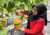Eduwisata di Jalur Cepat: Rest Area KM 88B Cipularang Sulap Lahan Kosong Jadi Kebun Melon Premium