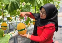Eduwisata di Jalur Cepat: Rest Area KM 88B Cipularang Sulap Lahan Kosong Jadi Kebun Melon Premium