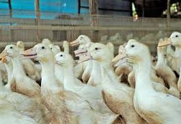 Respons Cepat Aduan Warga, Tim Maung ASRI dan Satpol PP Tertibkan Peternakan Bebek Tak Berizin di Cinangka