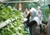 Urban Farming di Tengah Kota: Cing Ikah Apresiasi Kemandirian KWT Mutiara Bersinar Sukmajaya