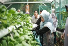 Urban Farming di Tengah Kota: Cing Ikah Apresiasi Kemandirian KWT Mutiara Bersinar Sukmajaya