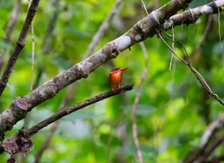 Benteng Terakhir Endemisitas: Sulawesi Kukuhkan Diri sebagai Ibu Kota Burung Langka Indonesia