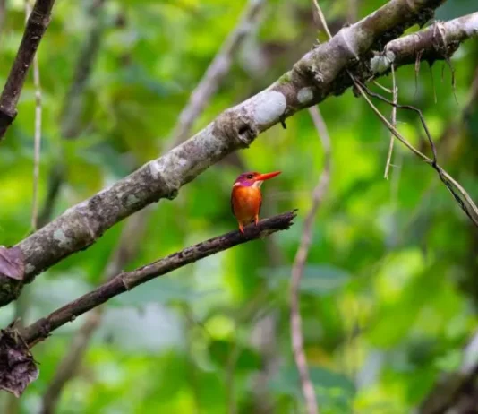 Benteng Terakhir Endemisitas: Sulawesi Kukuhkan Diri sebagai Ibu Kota Burung Langka Indonesia