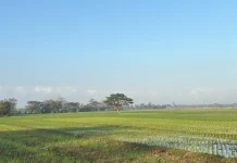 Sokong LP2B Jawa Barat, Pemkot Depok Usulkan Penetapan 9 Hektare Lahan Baku Sawah